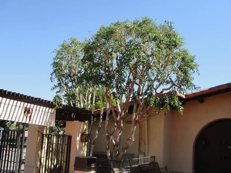 Affordable yard maintenance in Anaheim, CA - Urban Forest Solutions