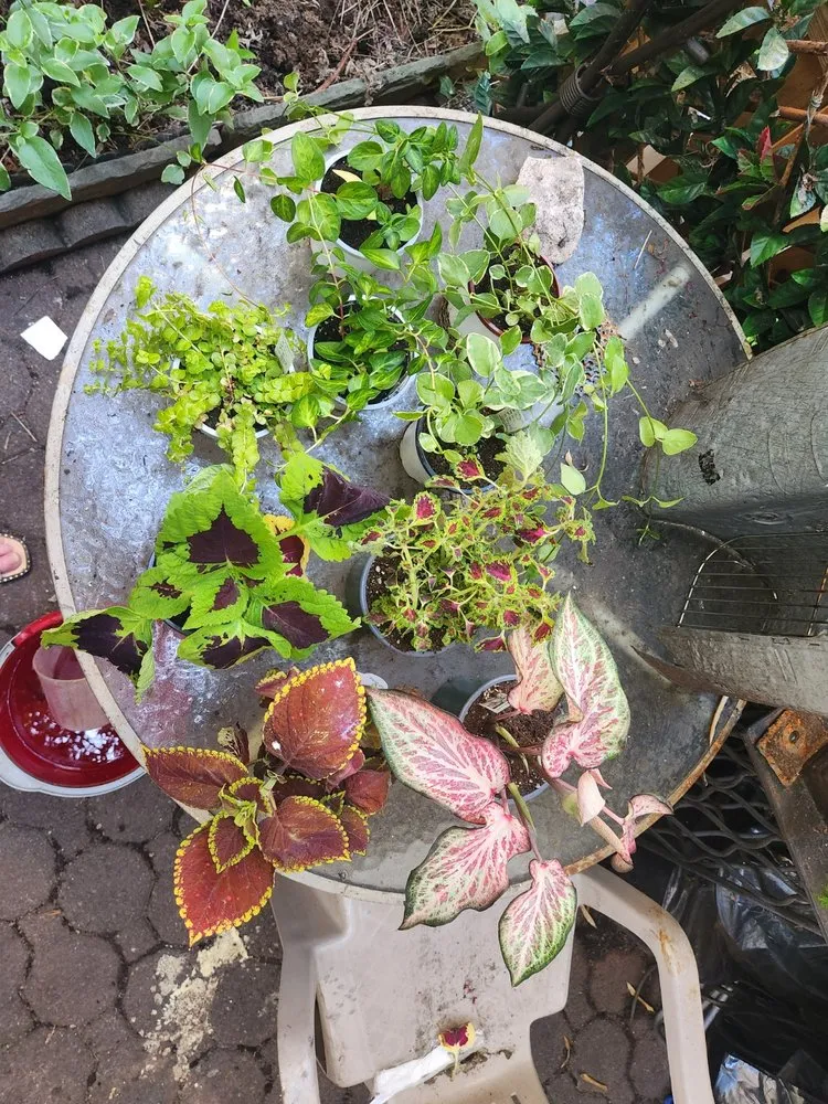 Local landscaping services in New York, NY - Urban Garden Center