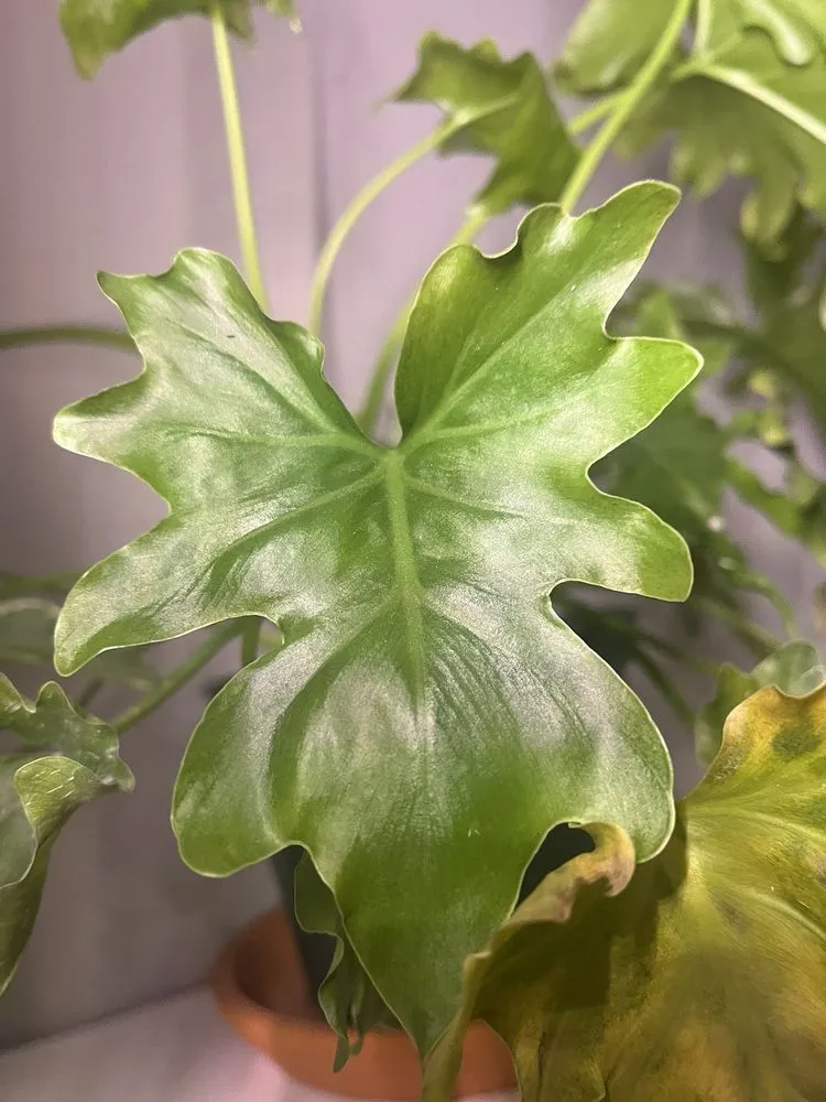 Affordable landscape installation for beautiful yards across New York, NY - Urban Garden Center