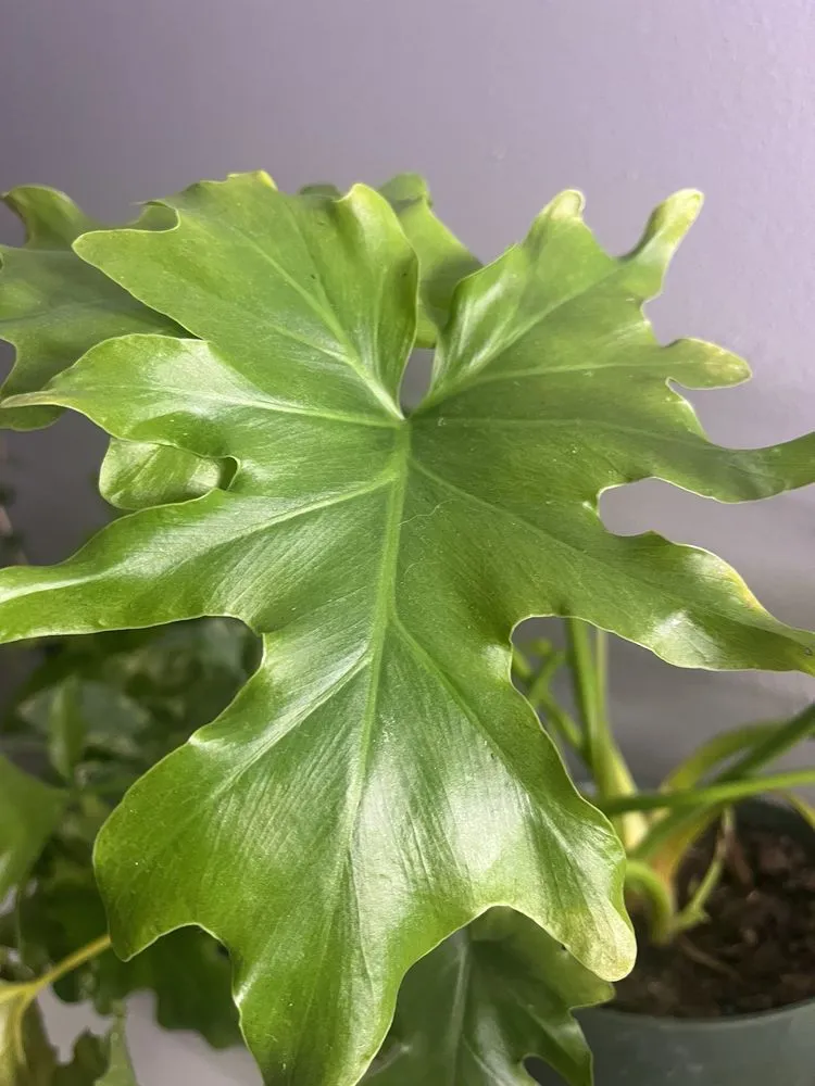 Professional lawn care service in New York, NY - Urban Garden Center