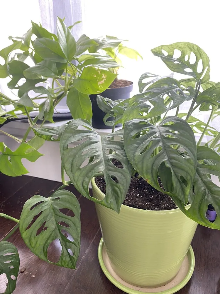 Professional lawn mowing service for residential properties in New York, NY by Urban Garden Center