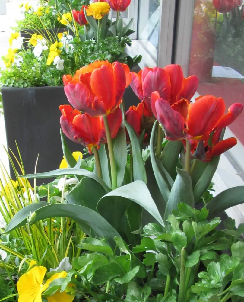 Affordable yard cleanup service with custom design in Chicago, IL by Urban Garden Design