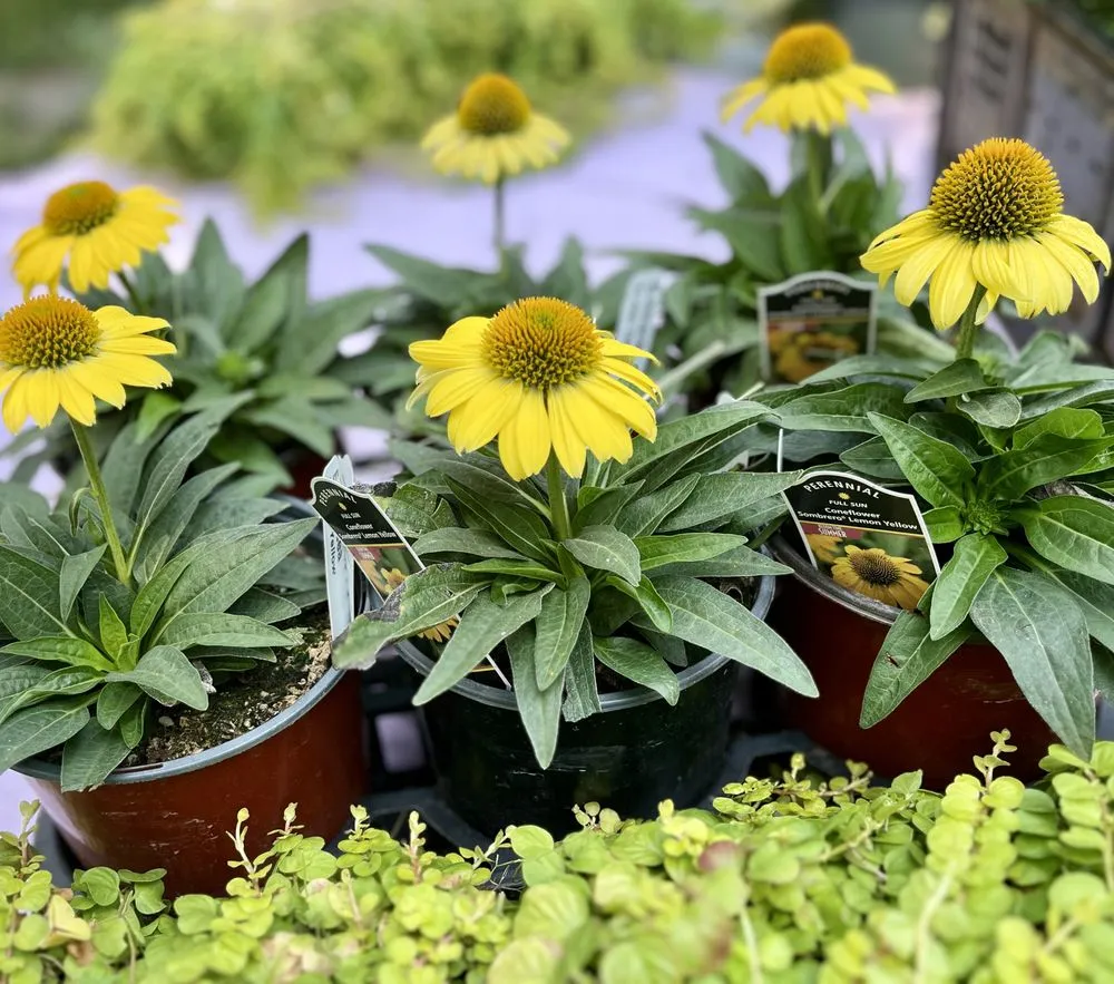 Expert landscaping services with custom design across Austin, TX - Urban Gardens