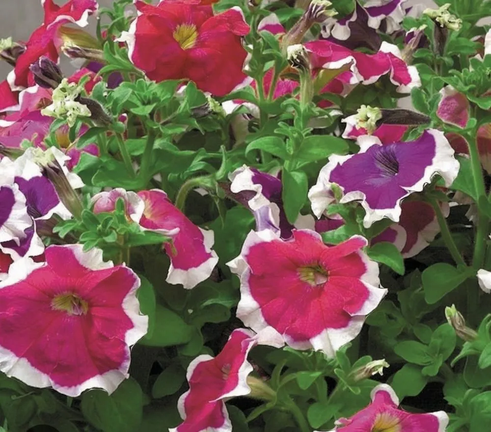 Local yard cleanup service for year-round maintenance across Austin, TX - Urban Gardens