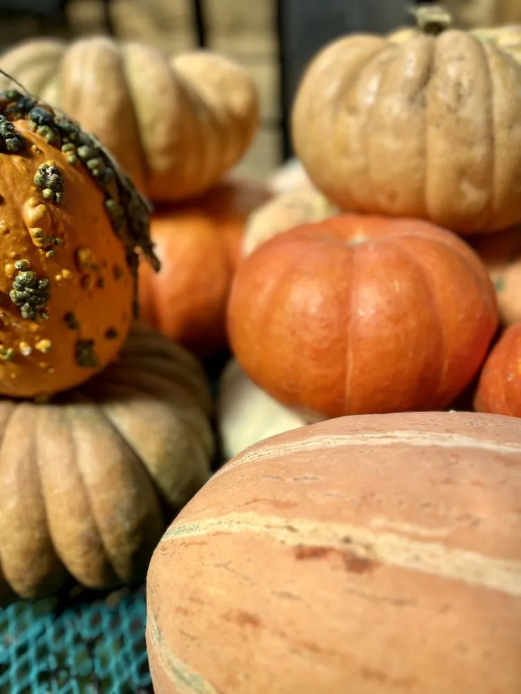 Custom landscape design in Austin, TX by Urban Gardens