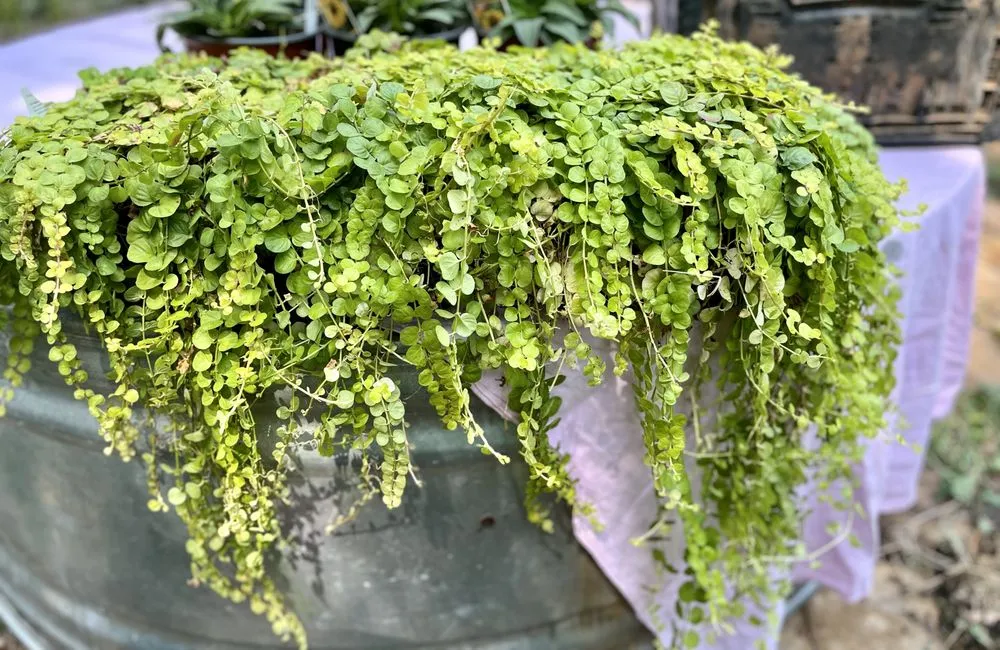 Expert lawn care service in Austin, TX by Urban Gardens