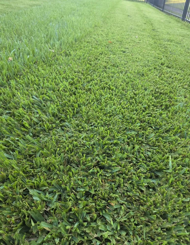 Top-rated yard cleanup service in Bryan, TX by Urban Green