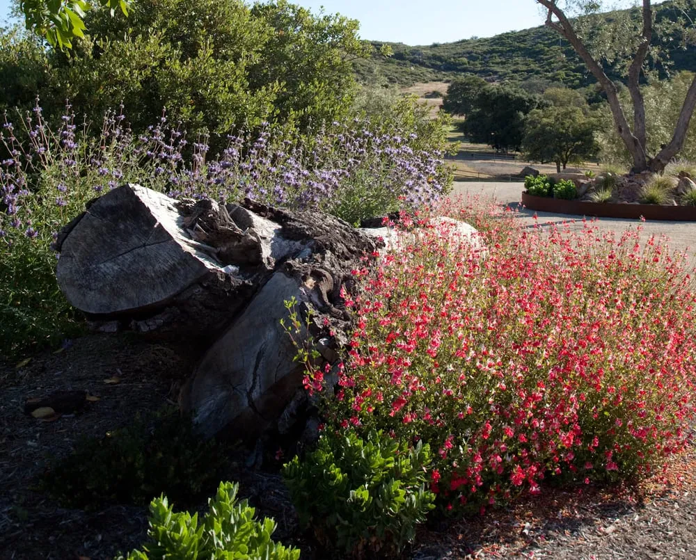 Expert outdoor landscaping near you across San Diego, CA - Urban Green Landscape Architecture