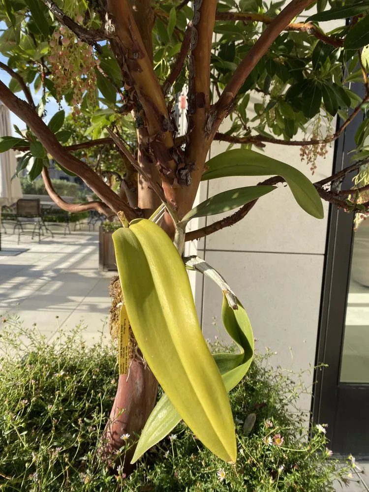 Affordable landscape installation experts serving Los Angeles, CA - Urban Green Services