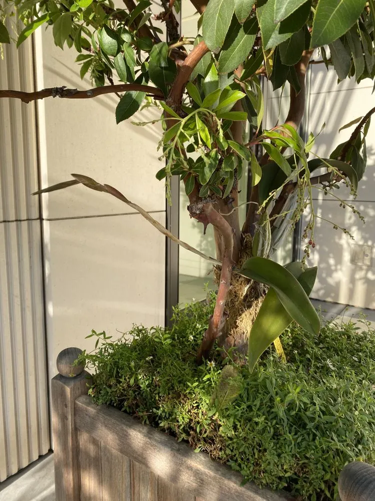 Top-rated landscape design for homes in Los Angeles, CA by Urban Green Services