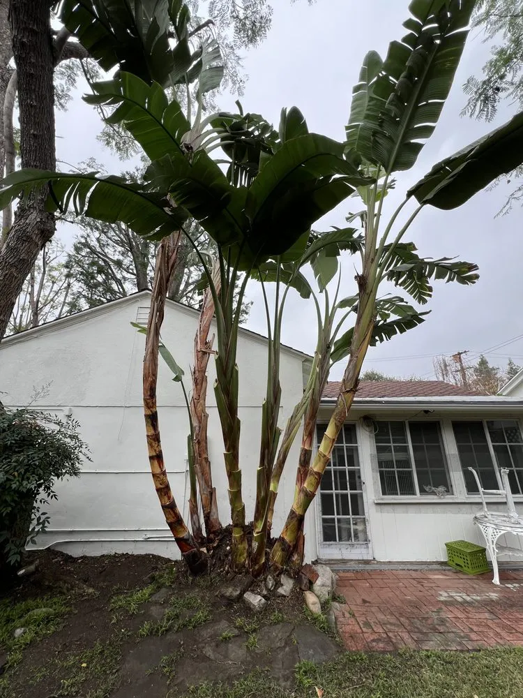 Local landscape installation in Los Angeles, CA - Urban Green Services