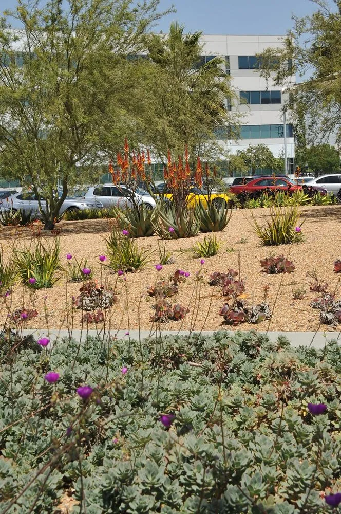 Reliable yard cleanup service experts serving Ventura, CA - Urban Greening