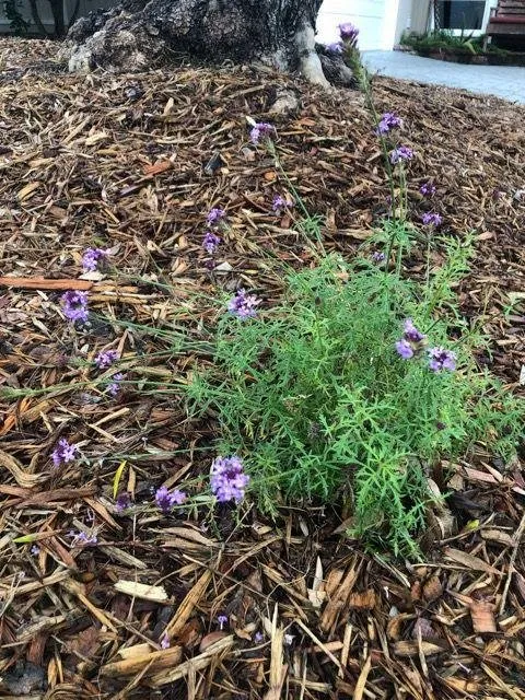 Local residential landscaping experts serving Ventura, CA - Urban Greening