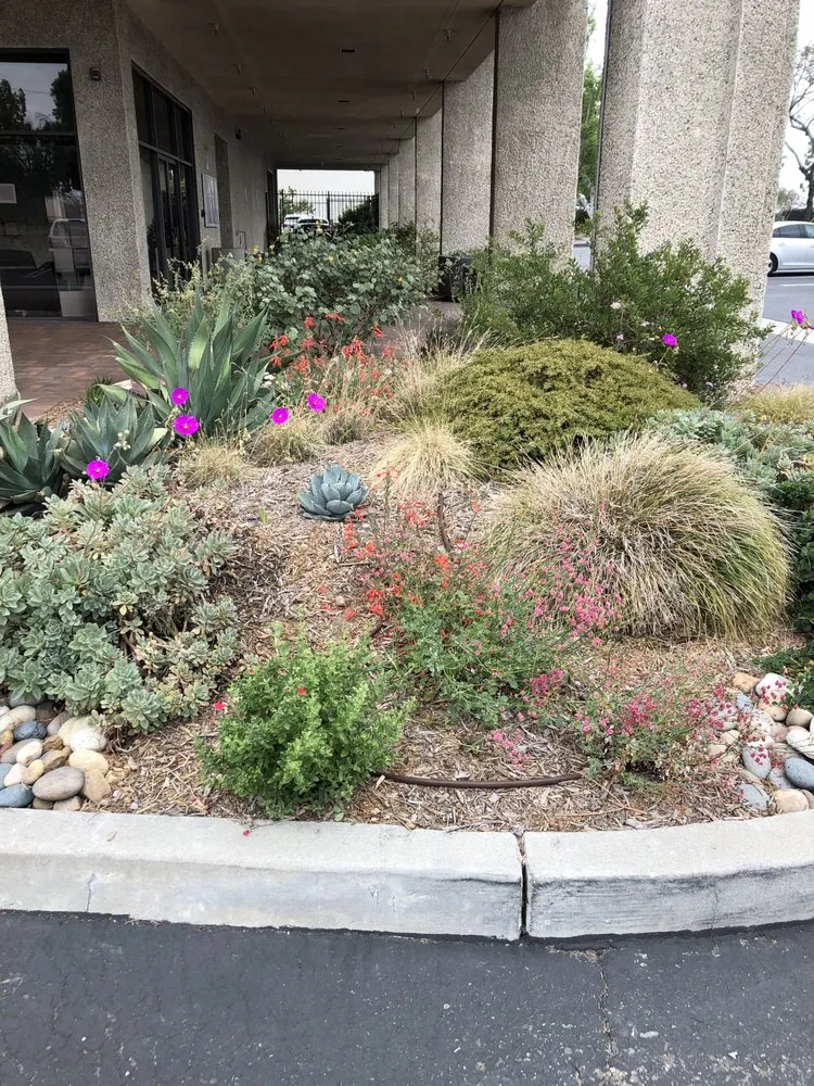Custom residential landscaping for year-round maintenance in Ventura, CA by Urban Greening