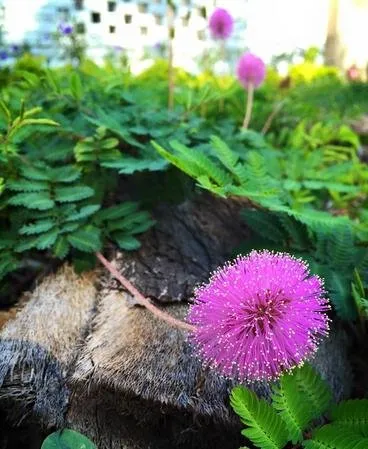 Professional landscaping services for outdoor upgrades across North Miami, FL - Urban Habitat