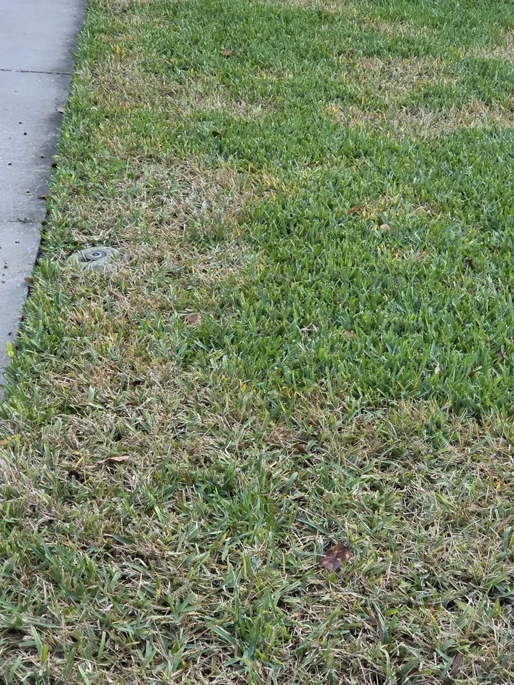 Local landscape installation for outdoor upgrades across Safety Harbor, FL - Urban Horticultural Services