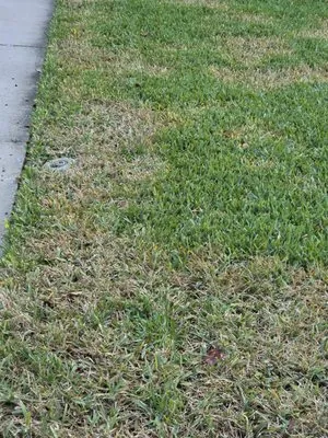 Urban Horticultural Services