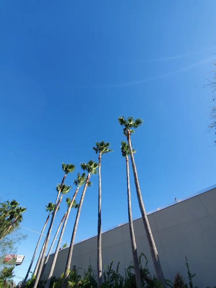 Trusted outdoor landscaping near you across Port Isabel, TX - Urban Jungle Landscape Maintenance