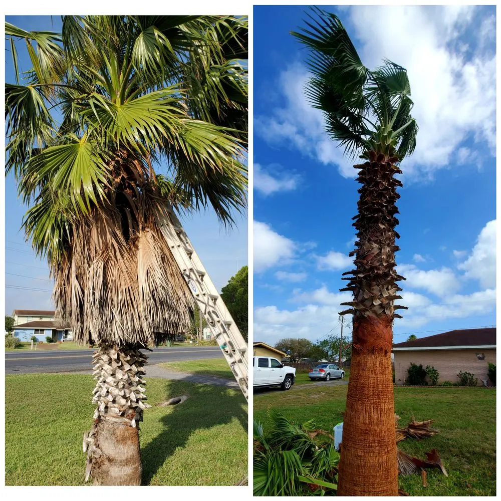 Top-rated yard maintenance for residential properties in Port Isabel, TX by Urban Jungle Landscape Maintenance