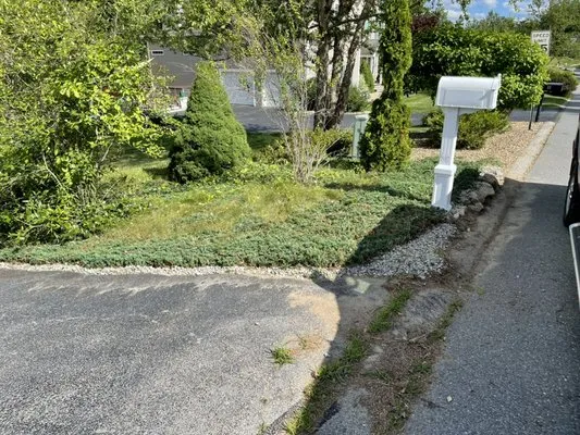 Urban jungle landscaping