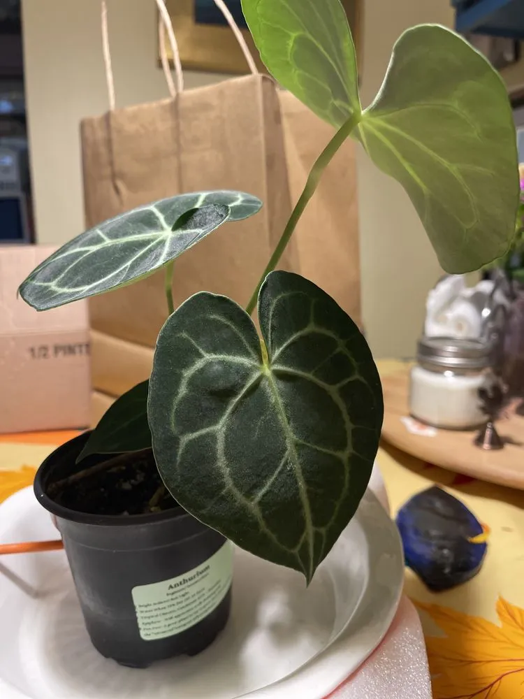 Professional garden landscaping in Philadelphia, PA by Urban Jungle