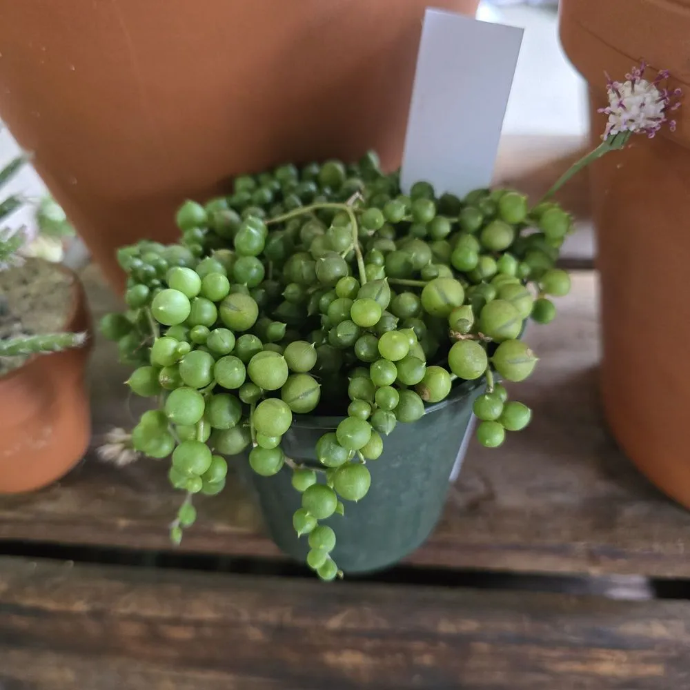 Reliable residential landscaping in Philadelphia, PA by Urban Jungle