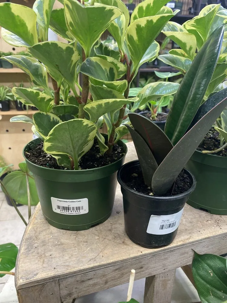 Top-rated yard maintenance in Philadelphia, PA - Urban Jungle