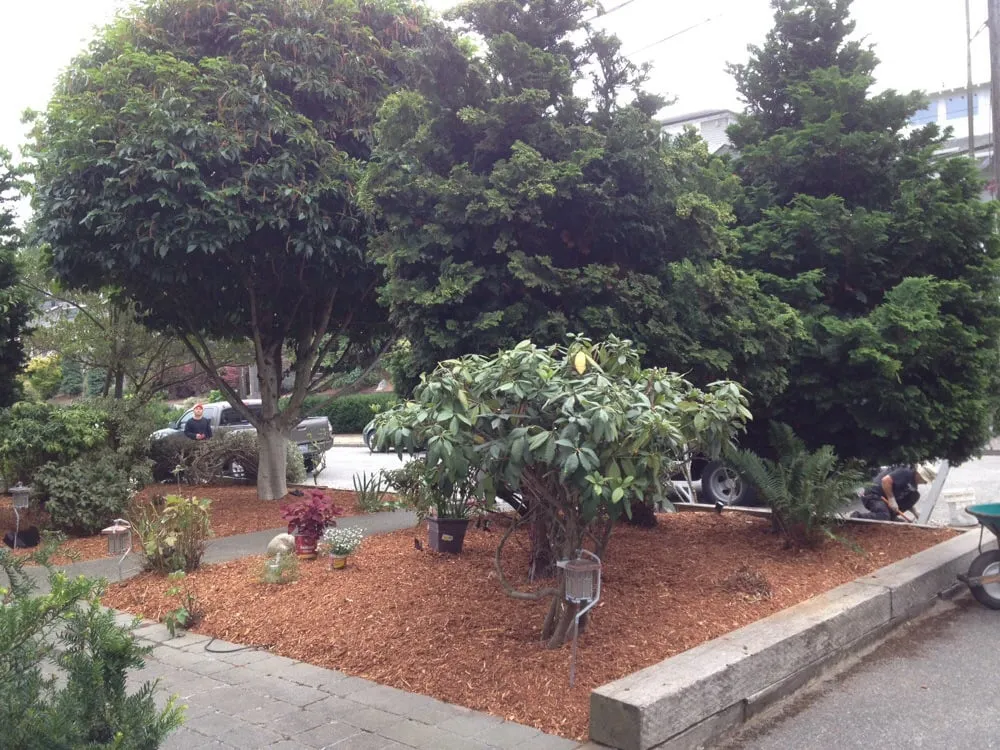 Top-rated residential landscaping in Seattle, WA - Urban Jungle