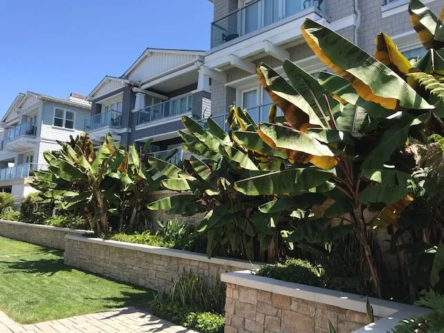Expert yard maintenance in La Jolla, CA - Urban Landcare - La Jolla Commercial & Residential Landscape