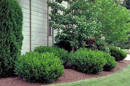 Local yard cleanup service with custom design in Clover, SC by Urban Landscape Services