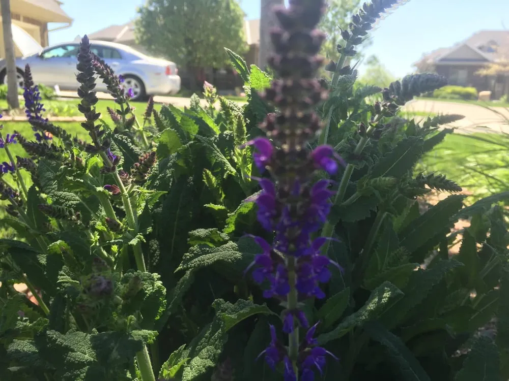 Expert landscape design for residential properties in Blair, NE by Urban Landscapes