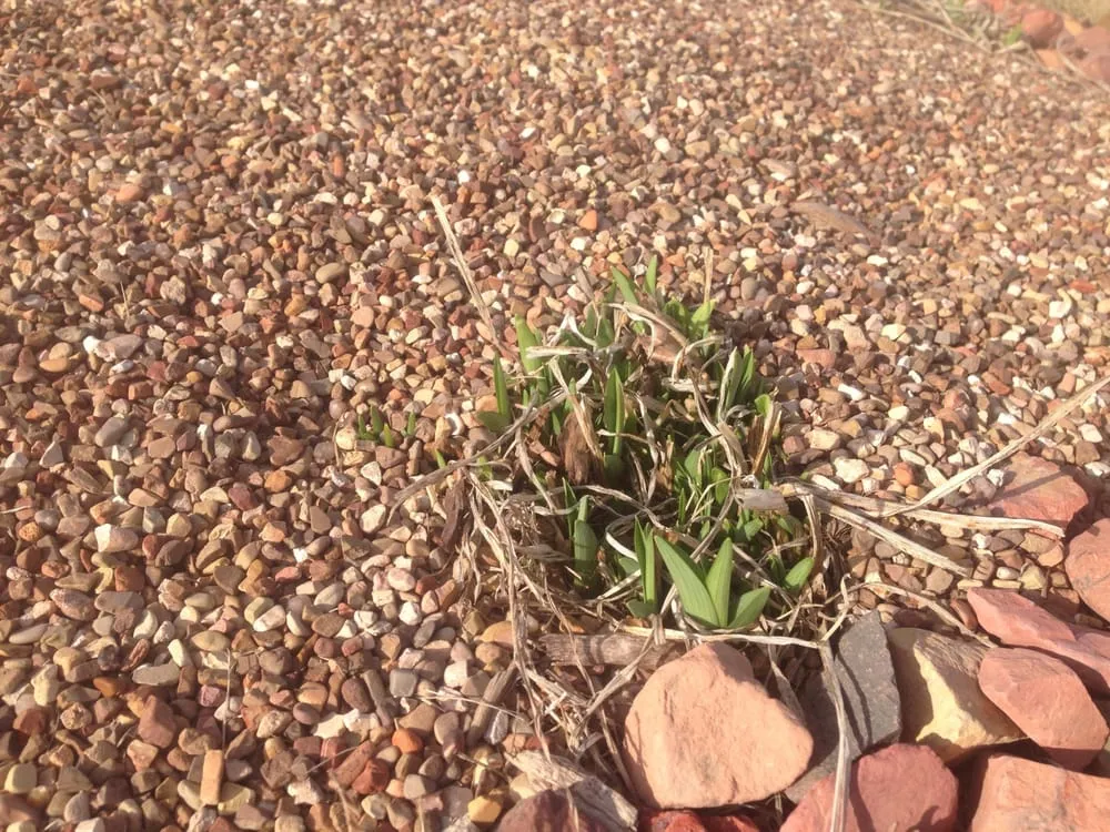 Top-rated lawn care service near you in Blair, NE by Urban Landscapes