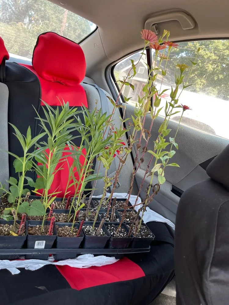 Professional landscape design in Lafayette, LA by Urban Naturalist