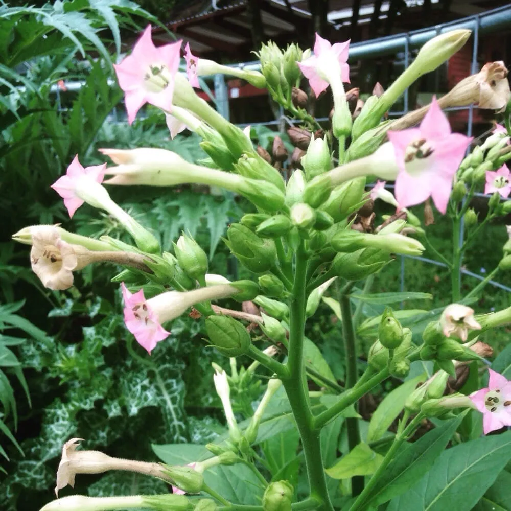 Affordable lawn mowing service in Lafayette, LA - Urban Naturalist