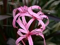 Reliable landscape installation experts serving Hoboken, NJ - Urban Plantscapes