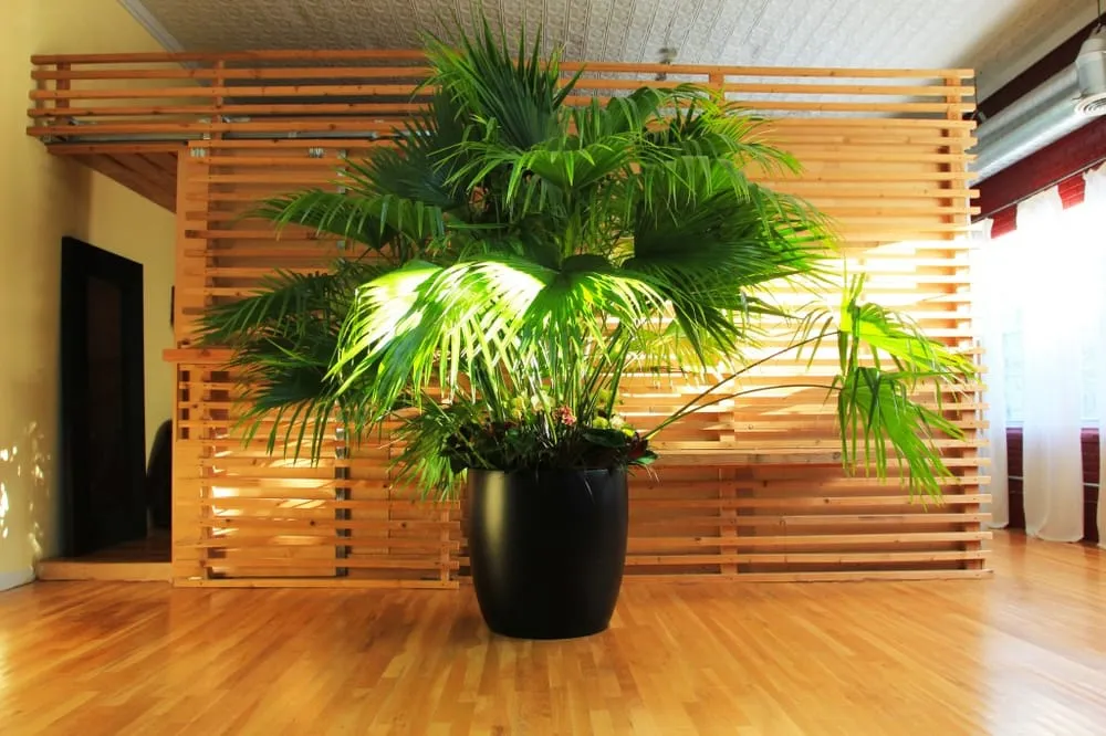 Professional yard cleanup service experts serving Hoboken, NJ - Urban Plantscapes