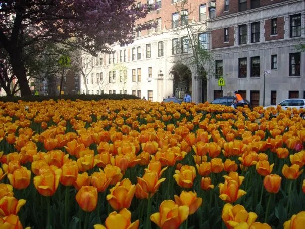 Local garden landscaping in Pittsburgh, PA by Urban Plantscapes