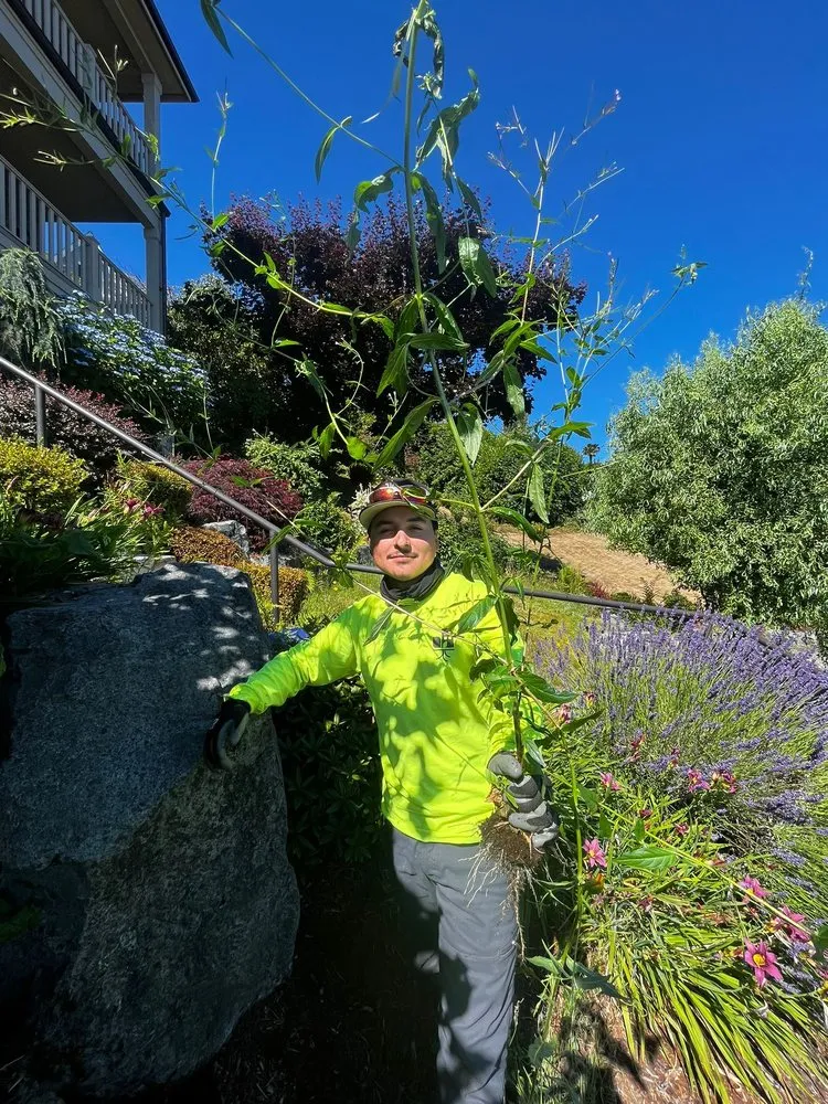 Custom yard maintenance for year-round maintenance in Federal Way, WA by Urban Roots Landscaping