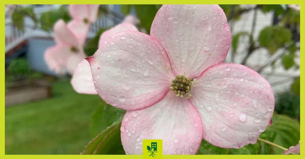 Affordable lawn mowing service in Tacoma, WA - Urban Roots Landscaping