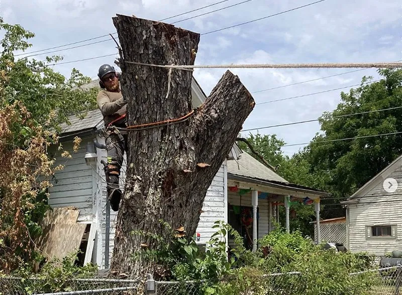 Trusted landscape design in San Antonio, TX - Urban Tree Company