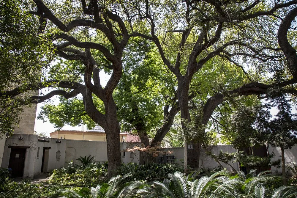 Expert lawn mowing service in San Antonio, TX by Urban Tree Company