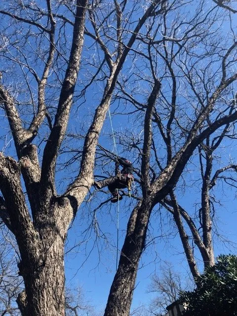 Professional garden landscaping for homes across San Antonio, TX - Urban Tree Company