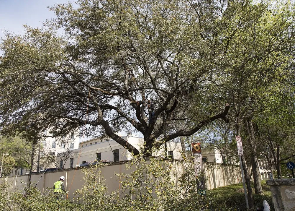 Local landscaping services in San Antonio, TX by Urban Tree Company