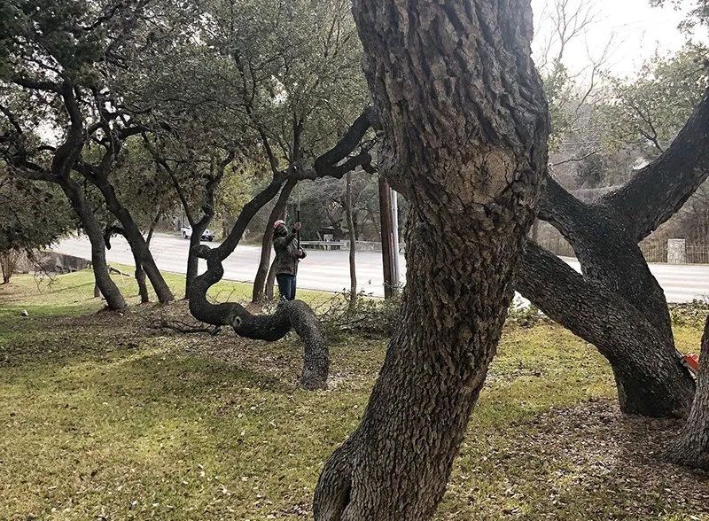 Custom landscaping services experts serving San Antonio, TX - Urban Tree Company