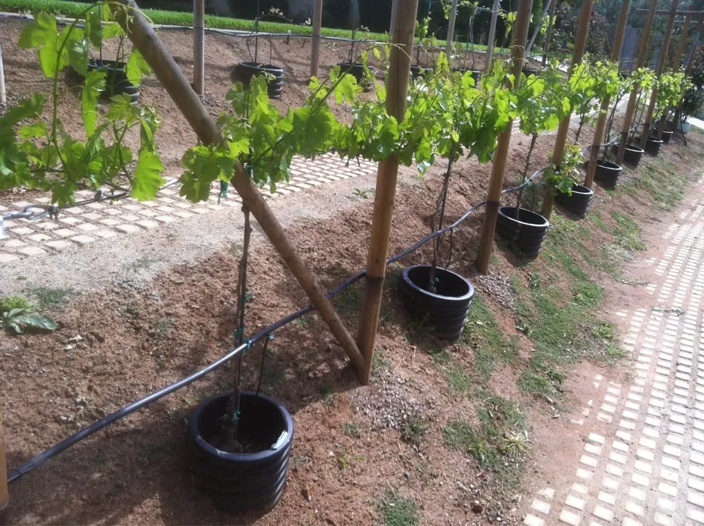 Reliable lawn mowing service near you in El Cajon, CA by Urban Vines Landscape & Gardening Services