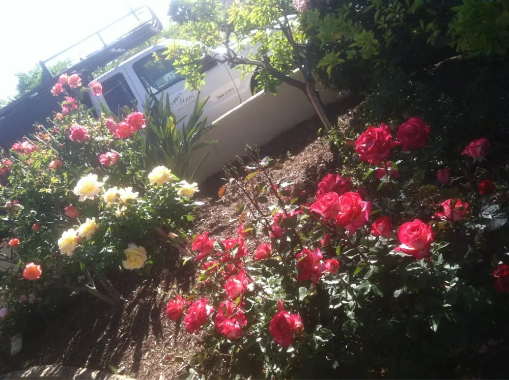 Top-rated yard cleanup service for year-round maintenance across El Cajon, CA - Urban Vines Landscape & Gardening Services