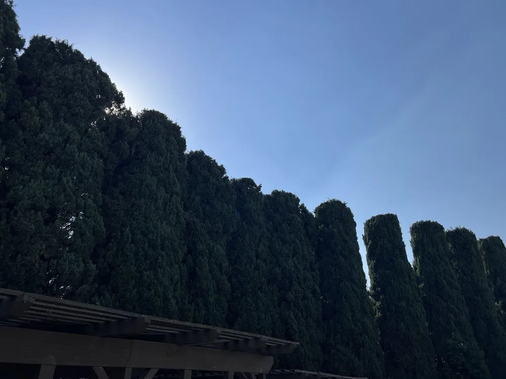 Top-rated yard cleanup service in Anaheim, CA - Ureno Tree Service