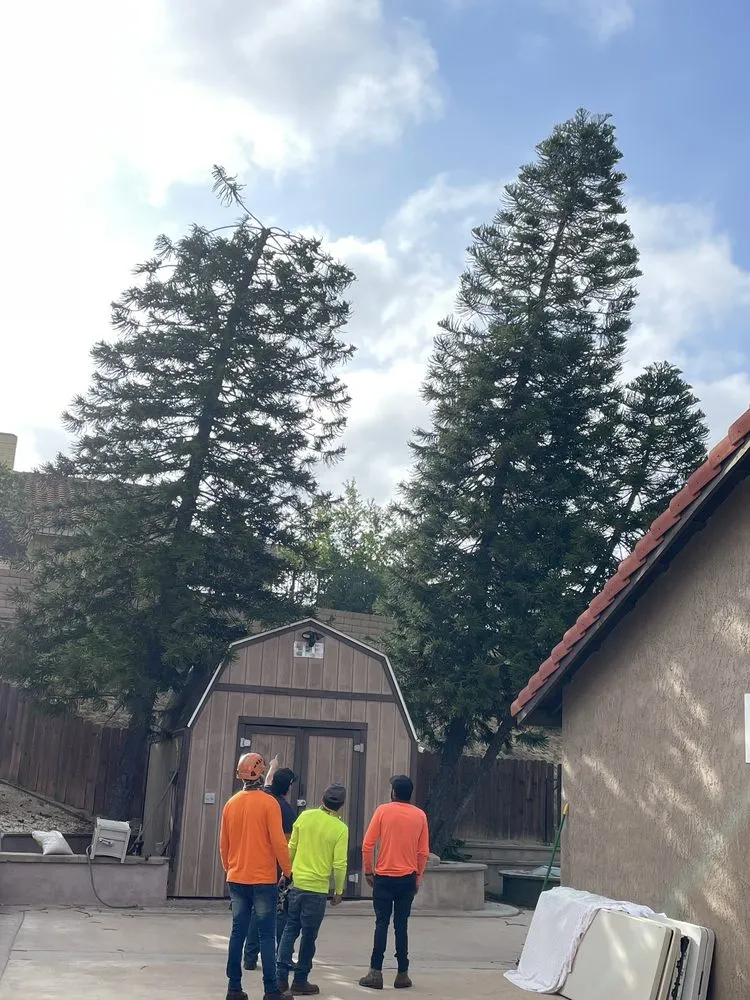 Trusted lawn mowing service in Anaheim, CA - Ureno Tree Service