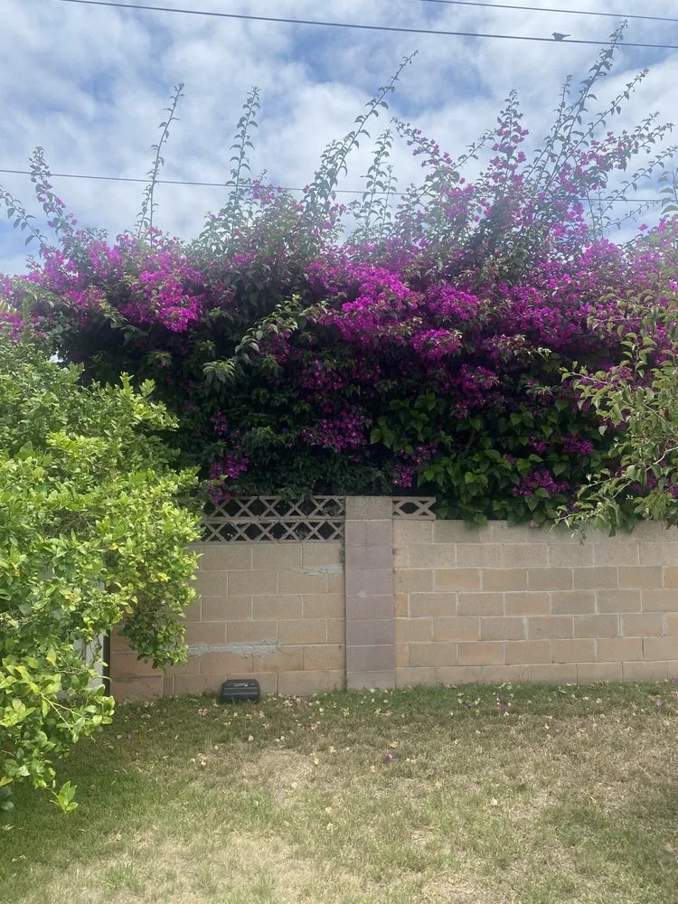 Professional yard cleanup service in Anaheim, CA - Ureno Tree Service