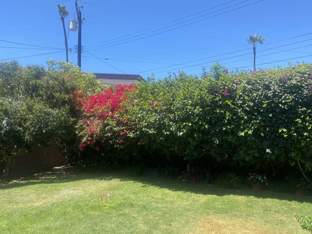 Affordable lawn care service experts serving Anaheim, CA - Ureno Tree Service